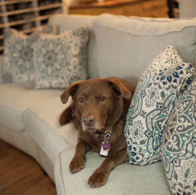 Dog sitting on a couch with patterned cushions in a home setting